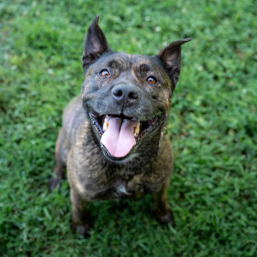 Dexter, a Adoptable mixed breed in Gainesville, GA image 3/6