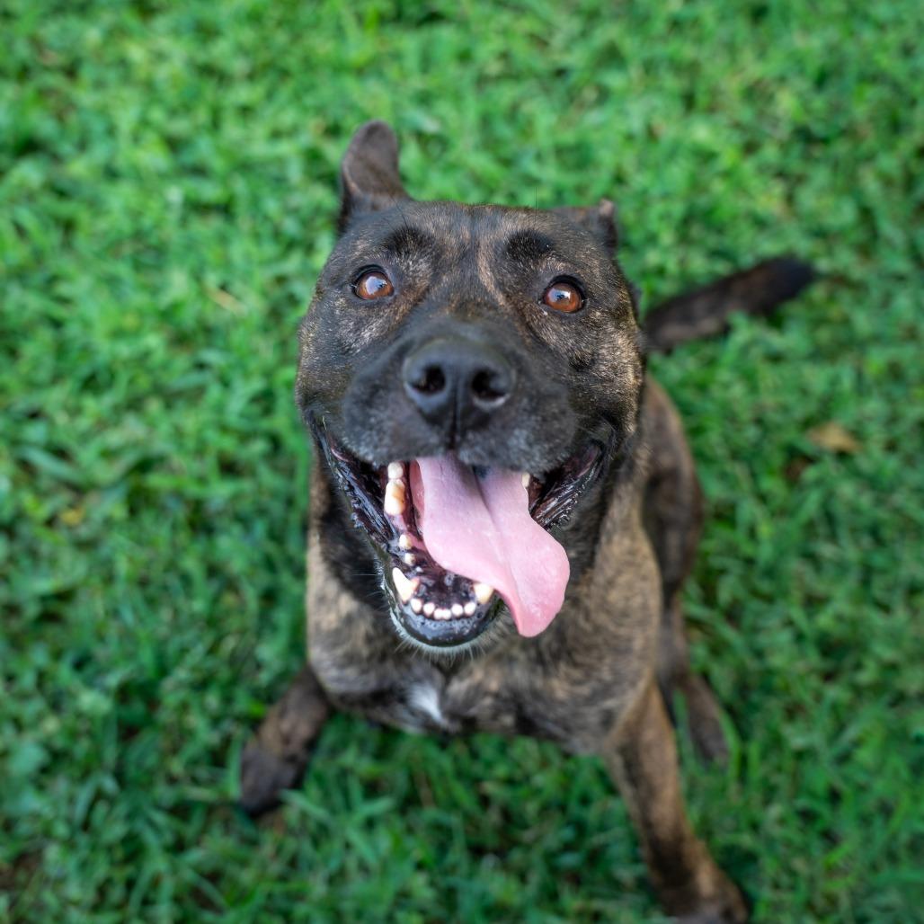 Dexter, a Adoptable mixed breed in Gainesville, GA image 4/6