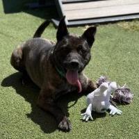 Enlarge Dexter, a Adoptable mixed breed in Gainesville, GA image 3/5