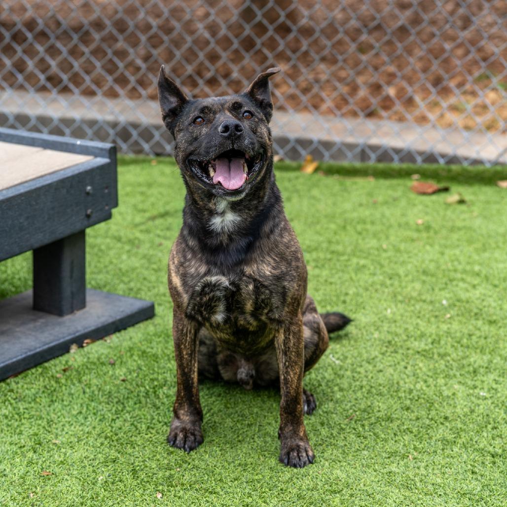 Enlarge Dexter, a Adoptable mixed breed in Gainesville, GA image 3/3
