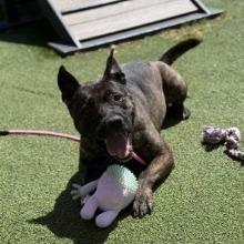 Enlarge Dexter, a Adoptable mixed breed in Gainesville, GA image 5/5