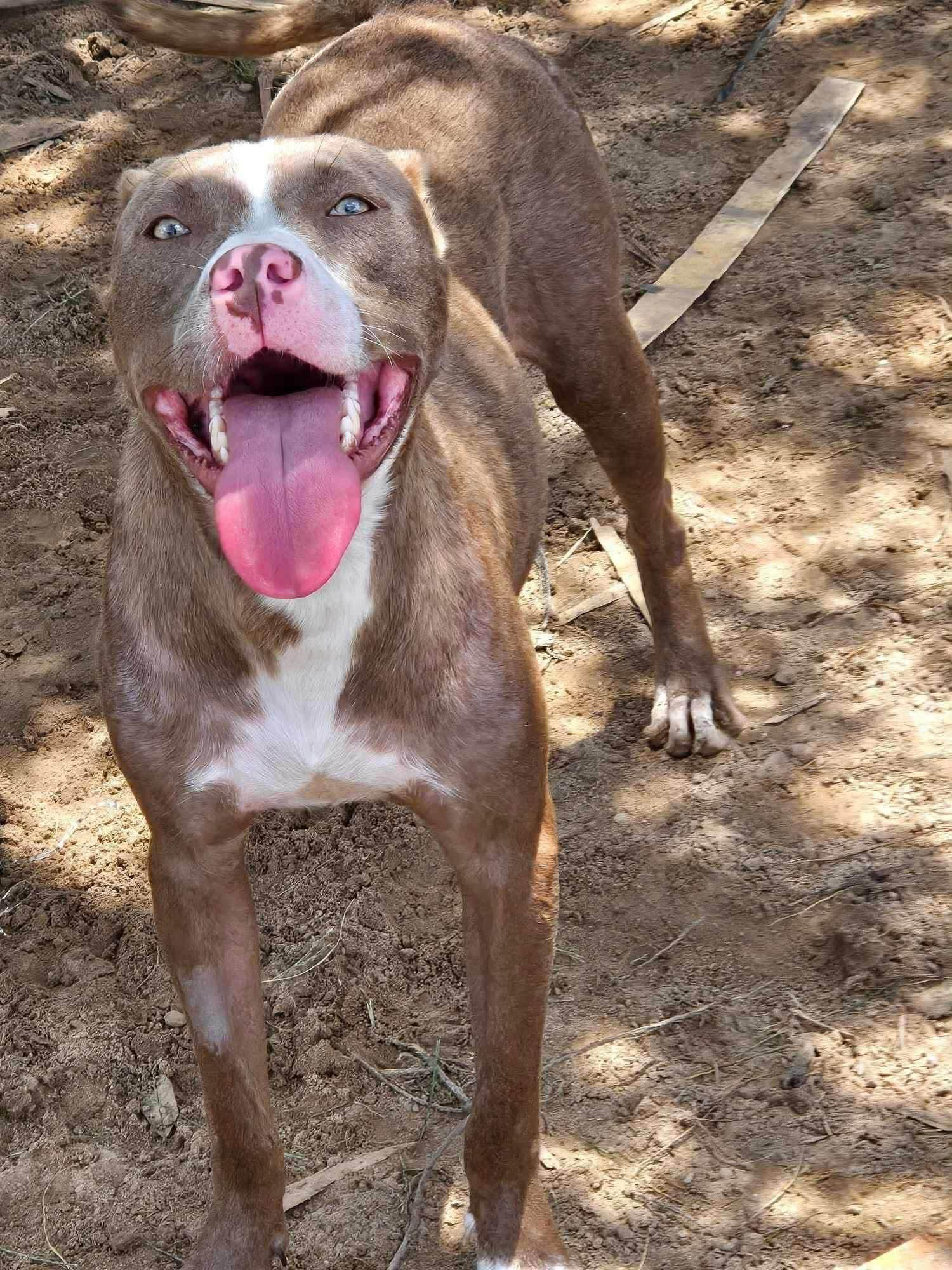 Cowgirl, a Adoptable Pit Bull Terrier in Arlee, MT image 1/6