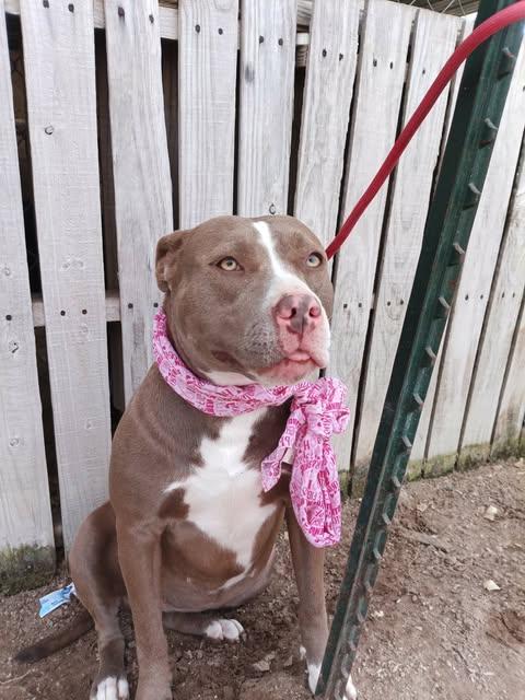 Cowgirl, a Adoptable Pit Bull Terrier in Arlee, MT image 2/6