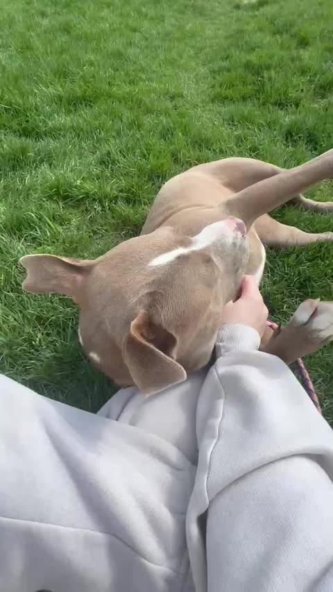 Cowgirl, a Adoptable Pit Bull Terrier in Arlee, MT image 3/6