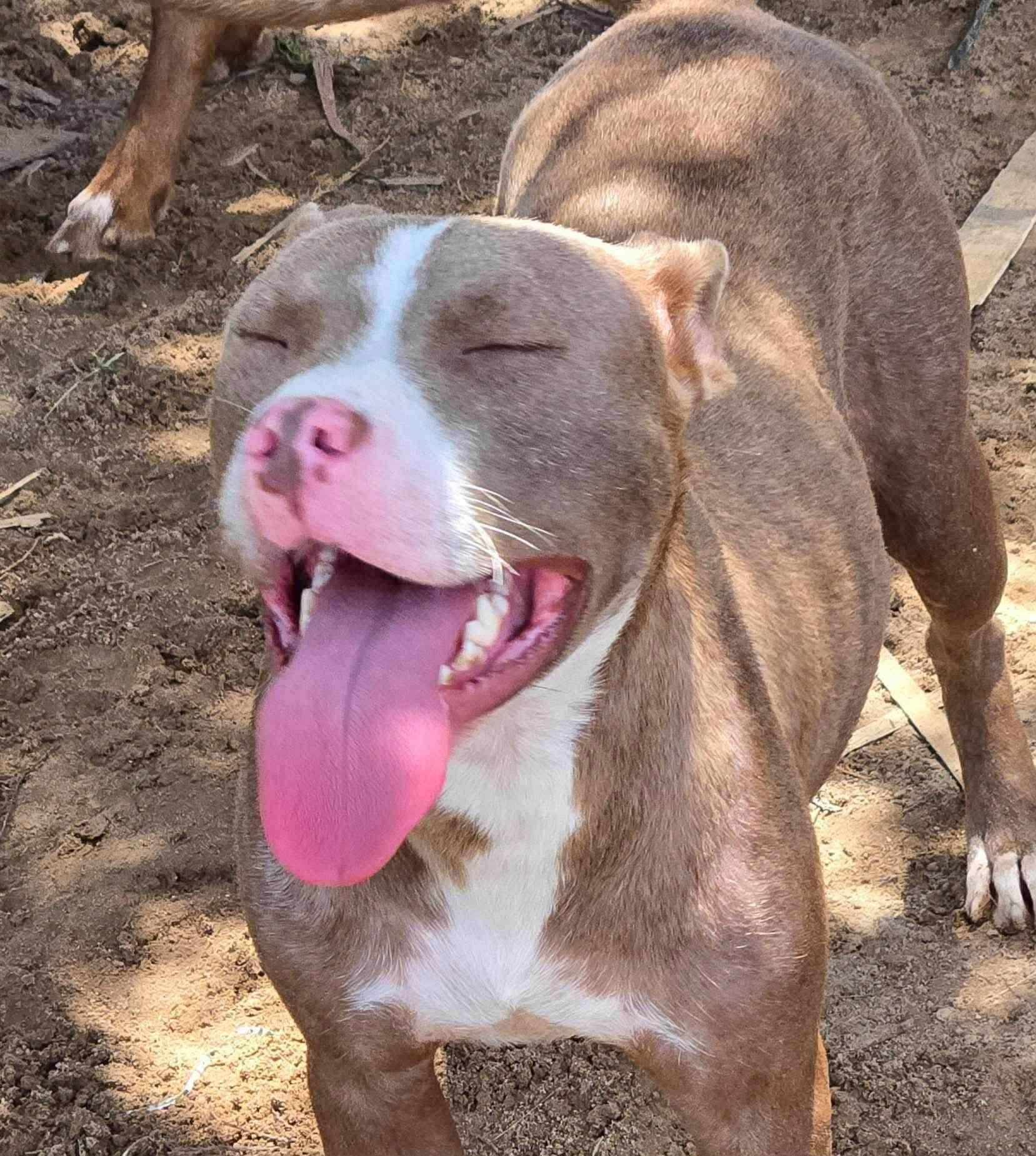 Cowgirl, a Adoptable Pit Bull Terrier in Arlee, MT image 4/6