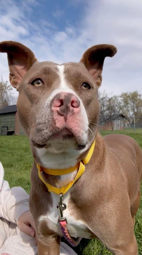 Cowgirl, a Adoptable Pit Bull Terrier in Arlee, MT image 5/6