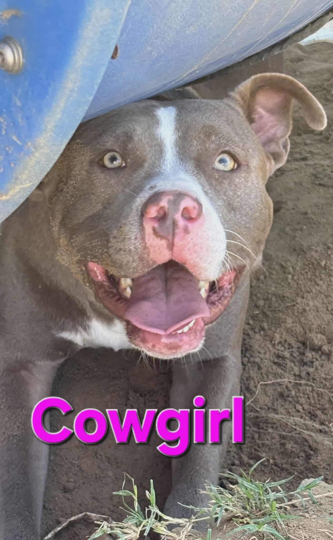 Cowgirl, a Adoptable Pit Bull Terrier in Arlee, MT image 6/6