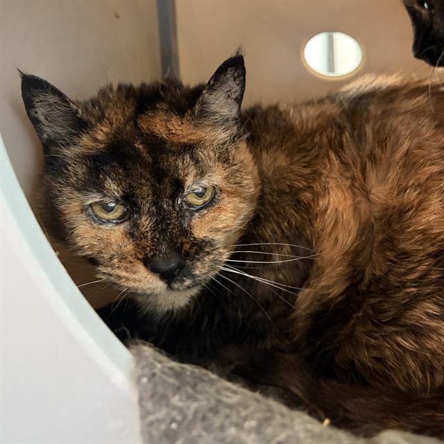 Enlarge MAGNOLIA, a Adoptable Domestic Short Hair in Centerville, MA image 1/1