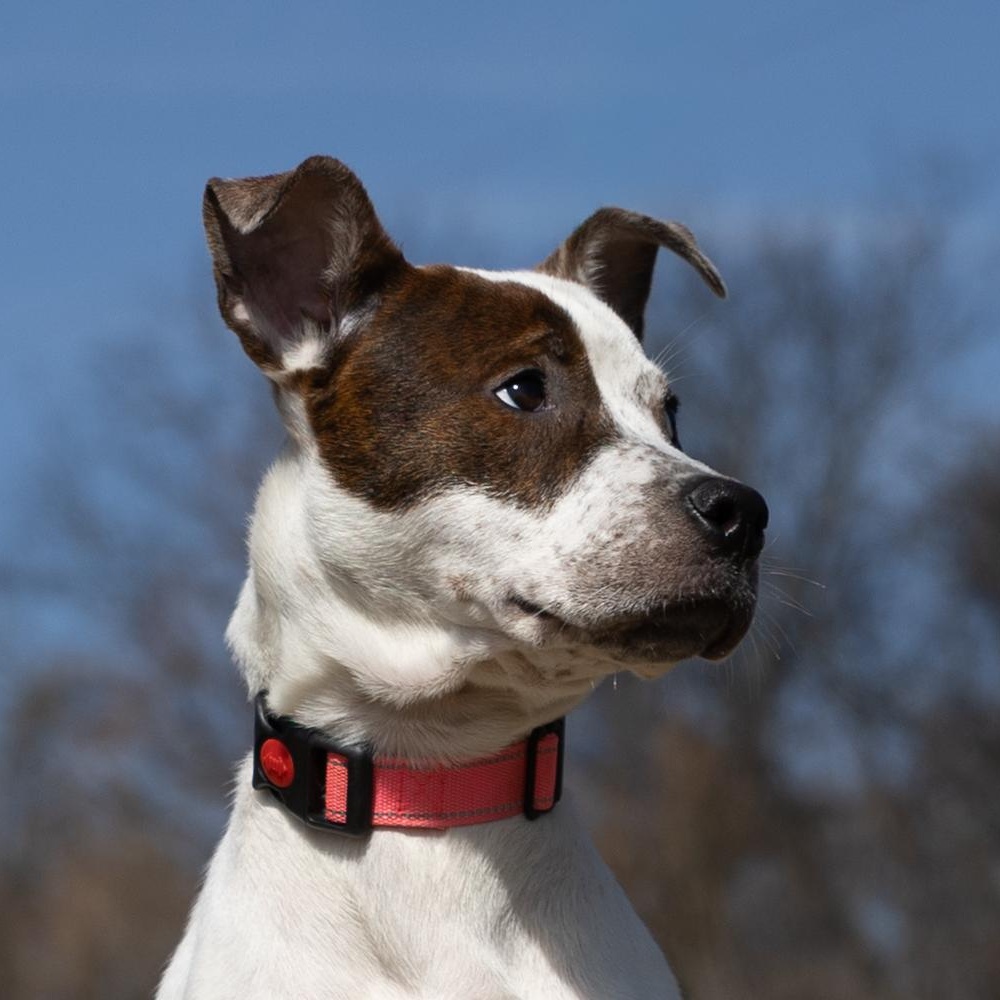 Zelda, adopted, Puppy Female Boxer & Pit Bull Terrier.