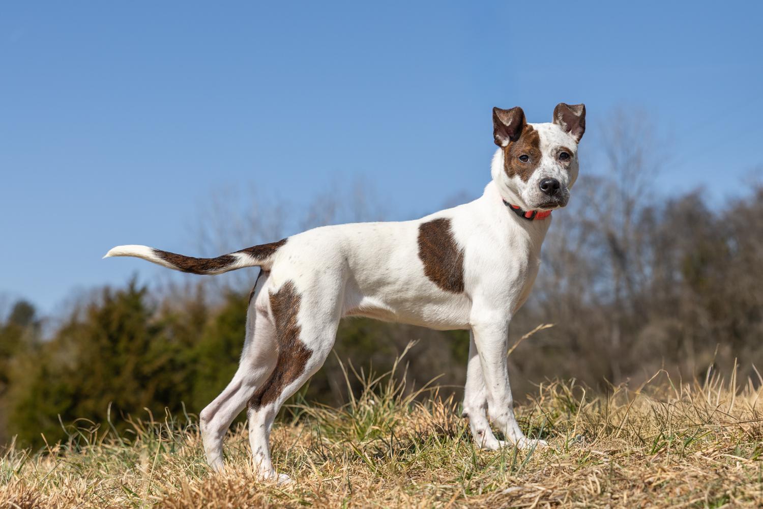 Zelda, an adopted mixed breed in Lebanon, TN image 3/6