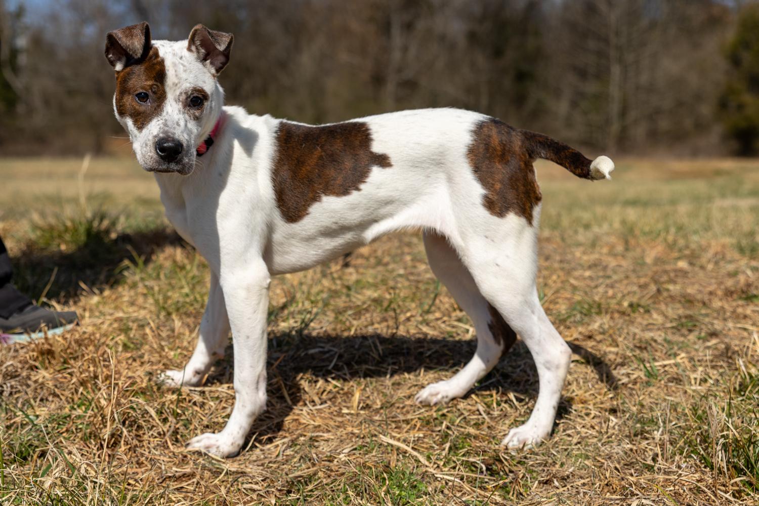 Zelda, an adopted mixed breed in Lebanon, TN image 4/6