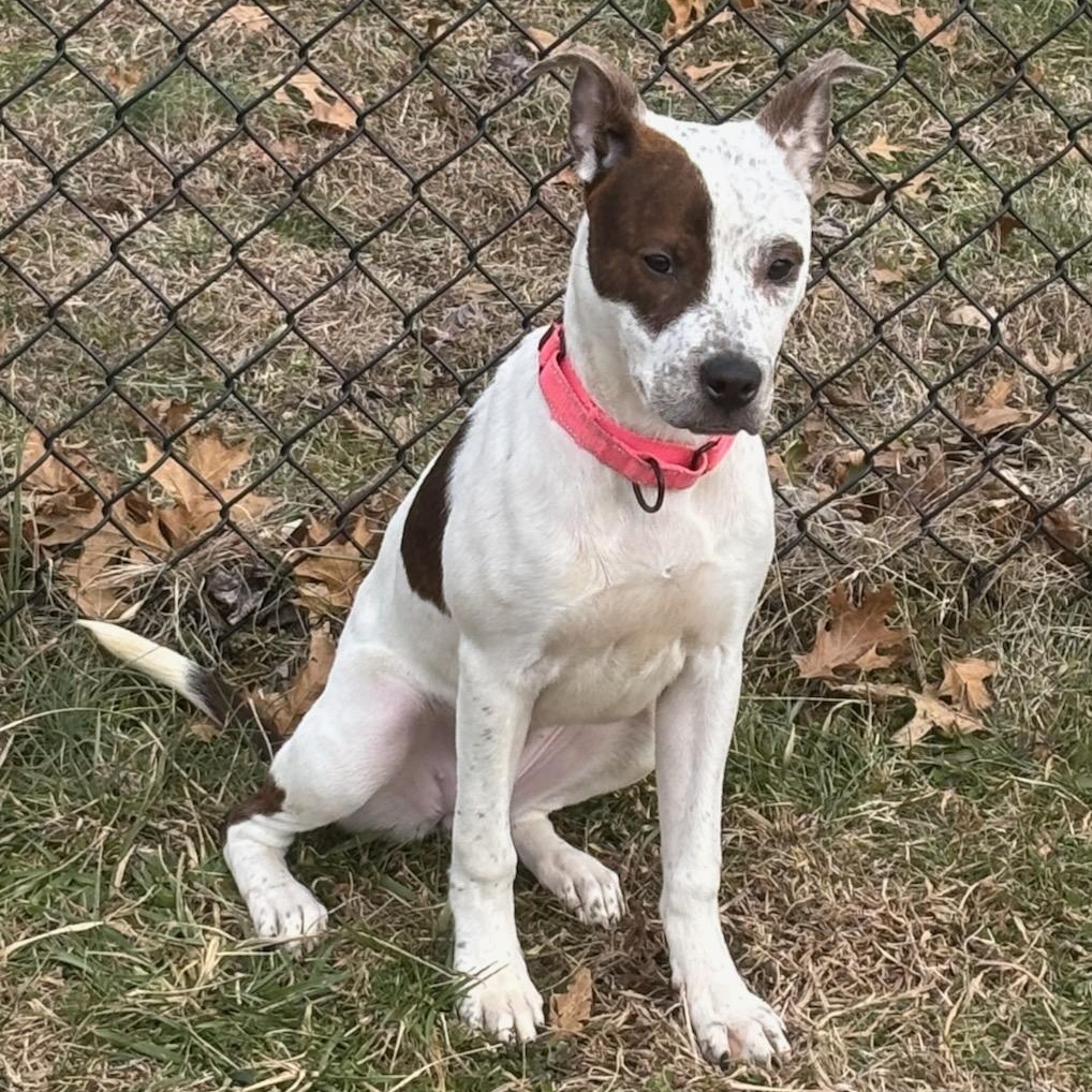 Zelda, an adopted mixed breed in Lebanon, TN image 2/6
