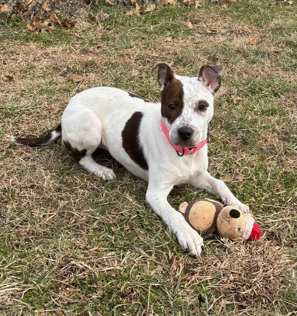 Zelda, an adopted mixed breed in Lebanon, TN image 6/6