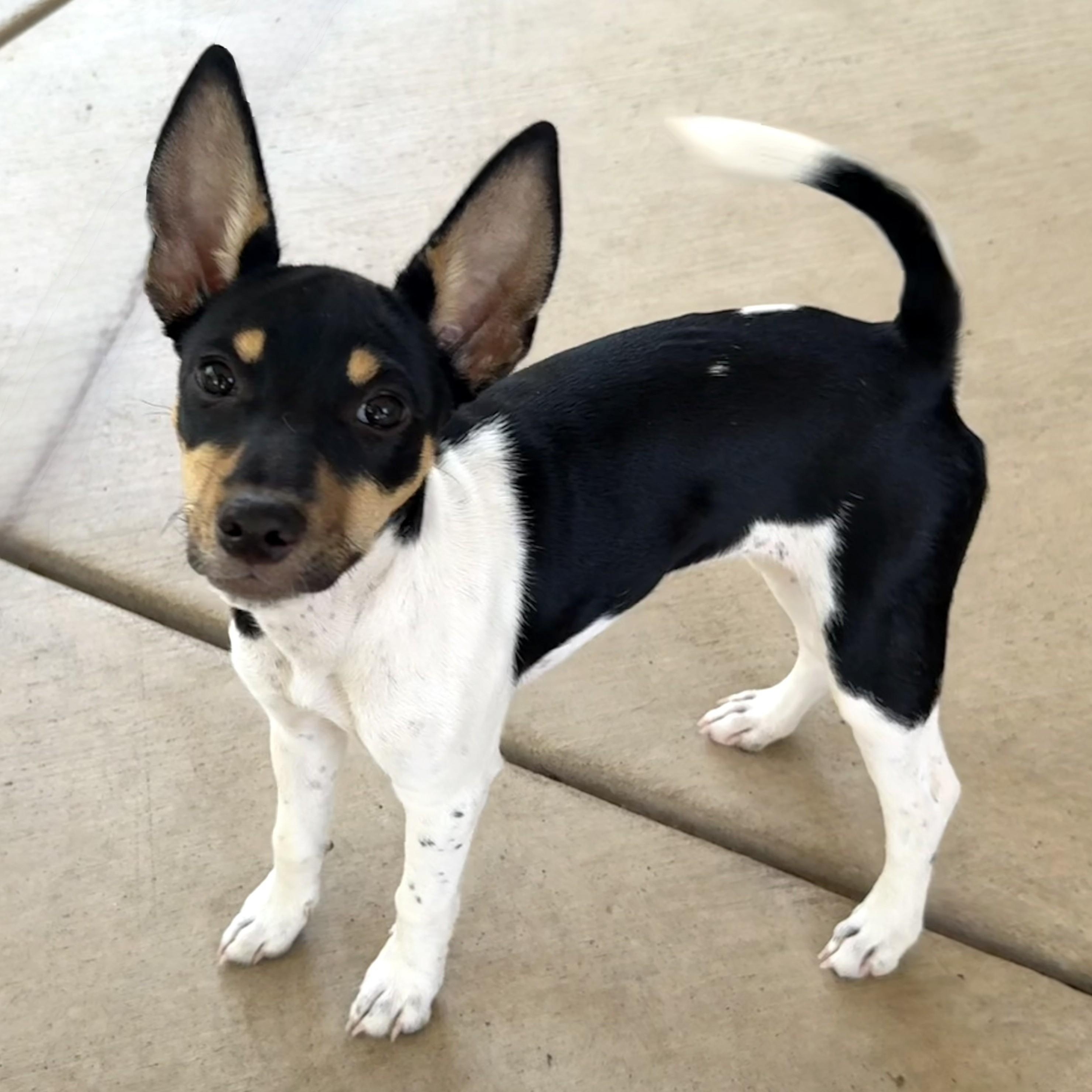 LEFTY, Adoptable, Puppy Female Fox Terrier & Basenji.