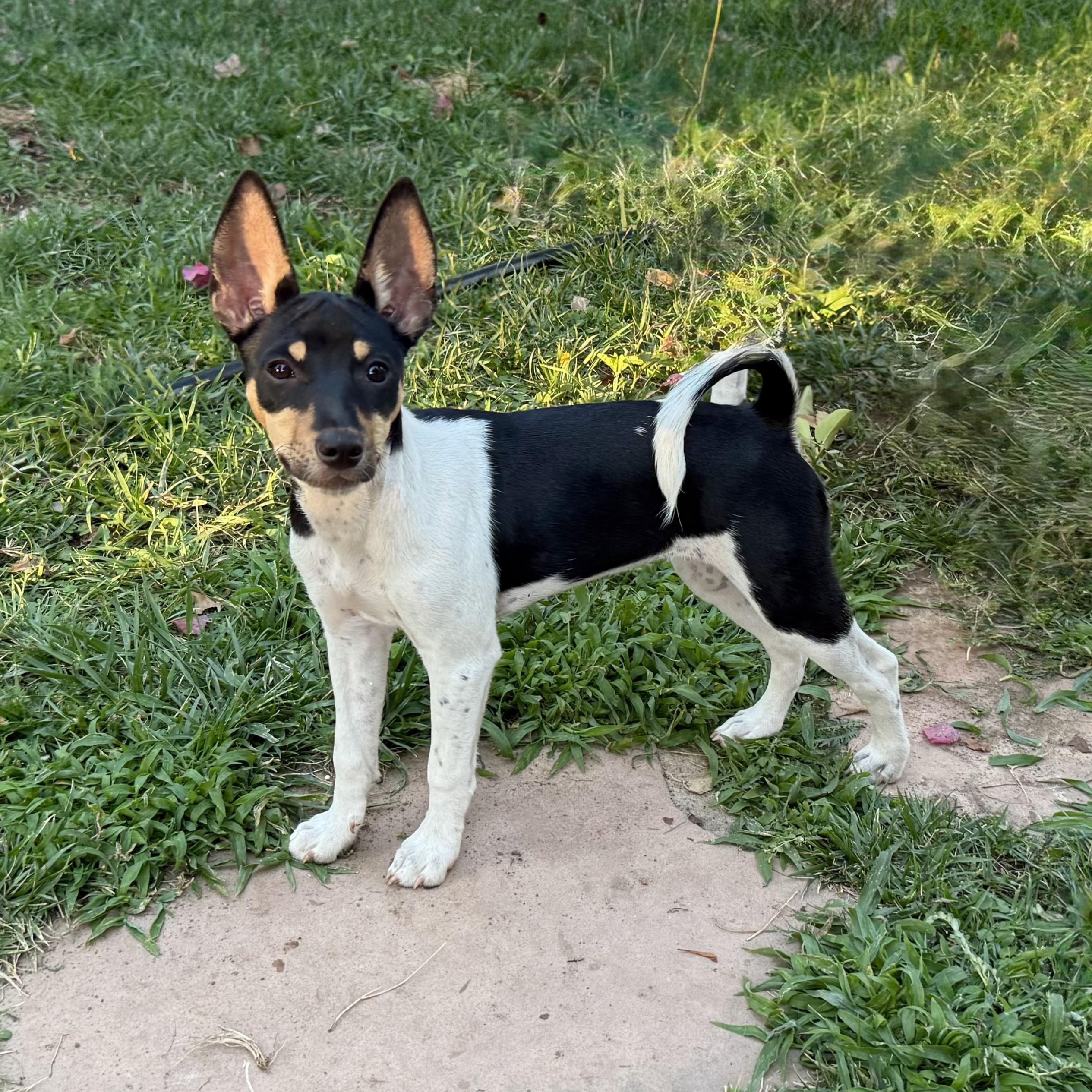 Enlarge LEFTY, a Adoptable mixed breed in Murrieta, CA image 2/2