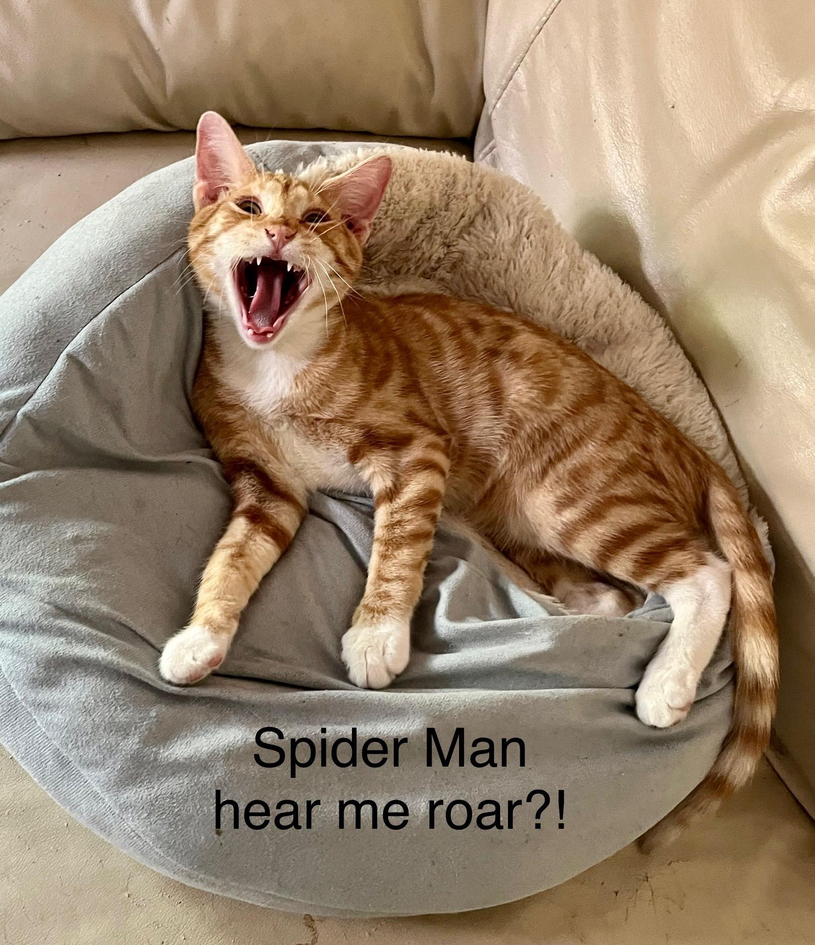 Spider-Man, a Adoptable mixed breed in Tustin, CA image 2/5