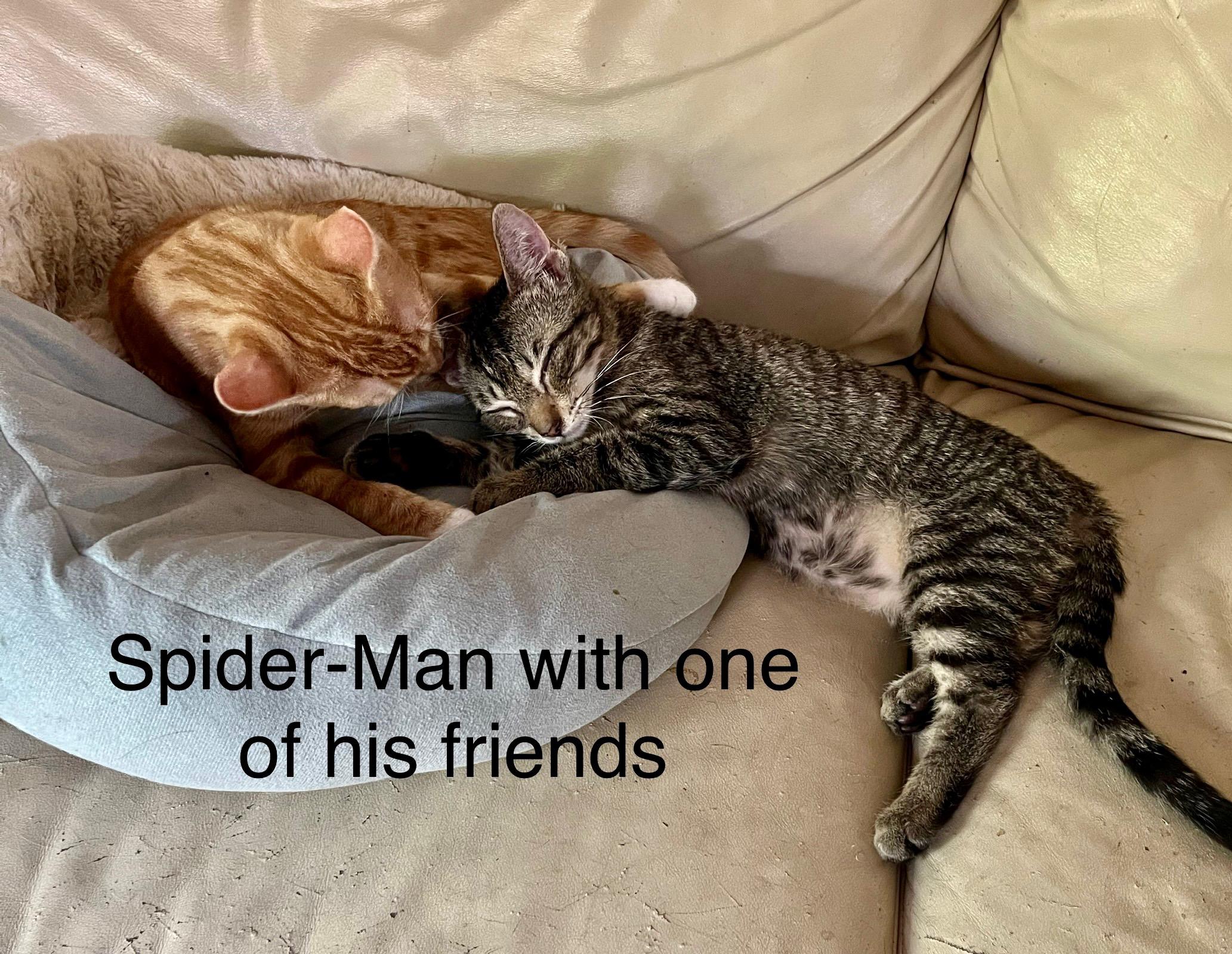 Spider-Man, a Adoptable mixed breed in Tustin, CA image 3/5