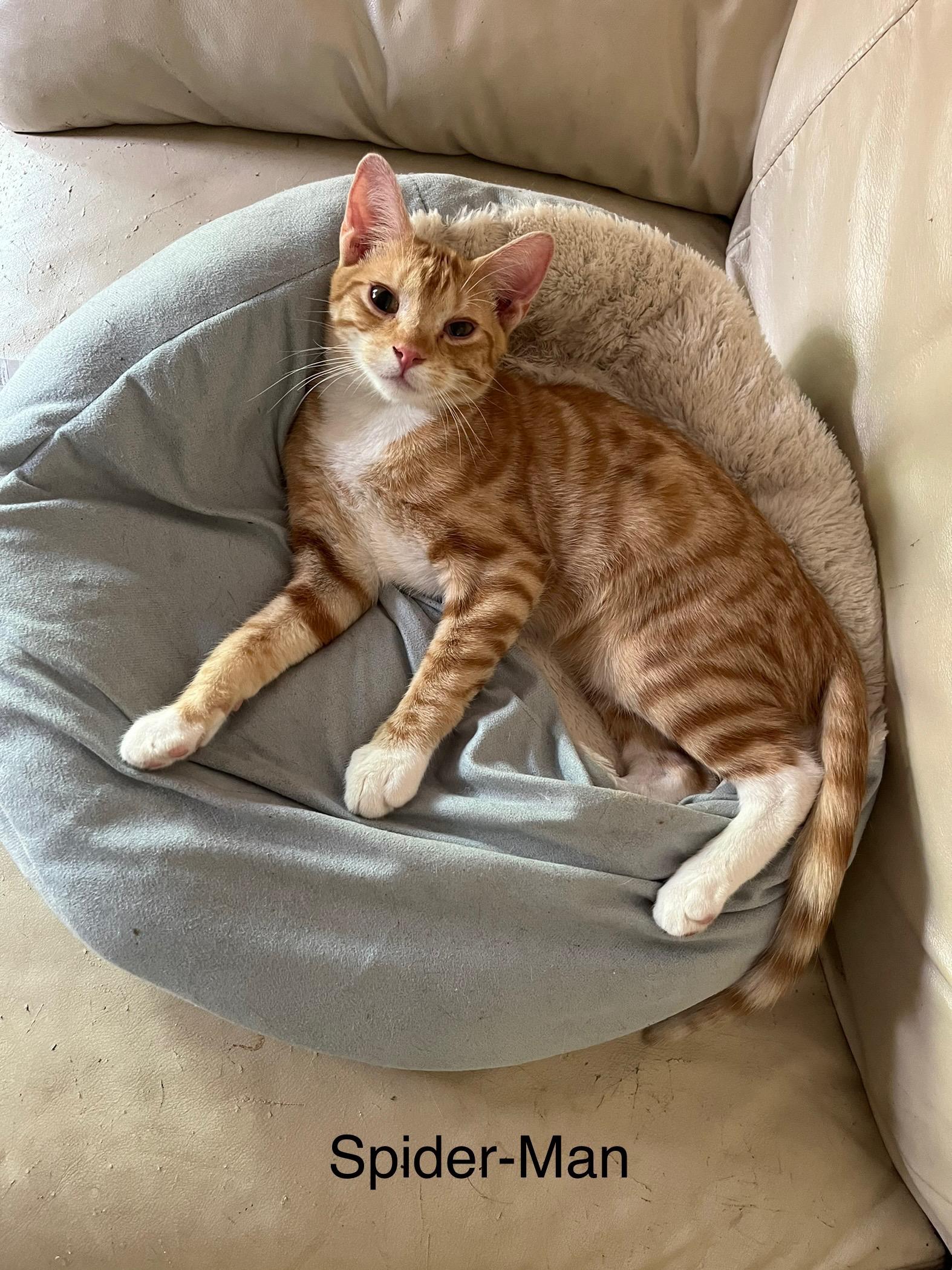 Spider-Man, a Adoptable mixed breed in Tustin, CA image 5/5