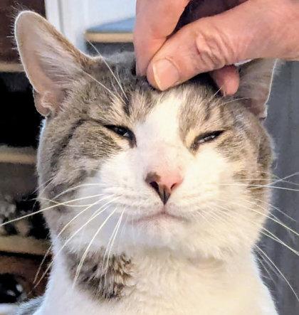 Ali Diamond, Adoptable, Adult Male Domestic Short Hair & Domestic Short Hair.