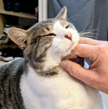 Enlarge Ali Diamond, a Adoptable mixed breed in Hudson, MA image 2/3