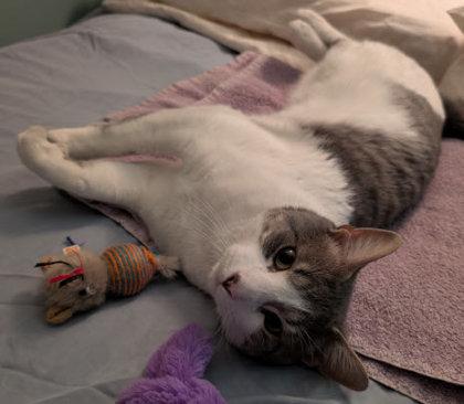 Enlarge Ali Diamond, a Adoptable mixed breed in Hudson, MA image 2/3