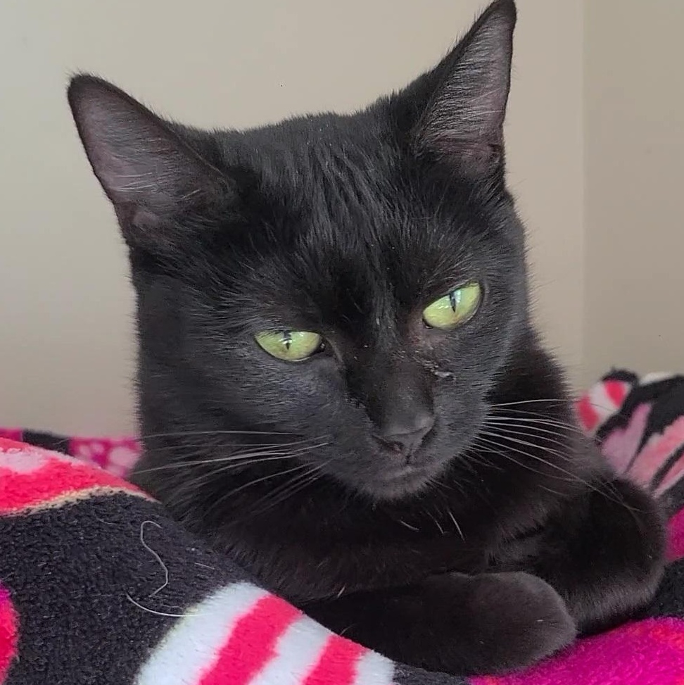 Enlarge Jacky Binx, a ADOPTABLE Domestic Short Hair in Elizabeth, IL image 1/2
