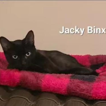 Enlarge Jacky Binx, a ADOPTABLE Domestic Short Hair in Elizabeth, IL image 2/2
