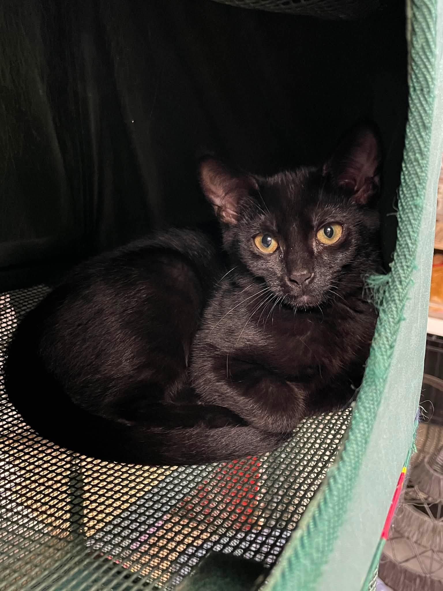 Pegasus & Centaur (Bonded Pair), a ADOPTABLE Domestic Short Hair in Sterling Heights, MI image 3/3