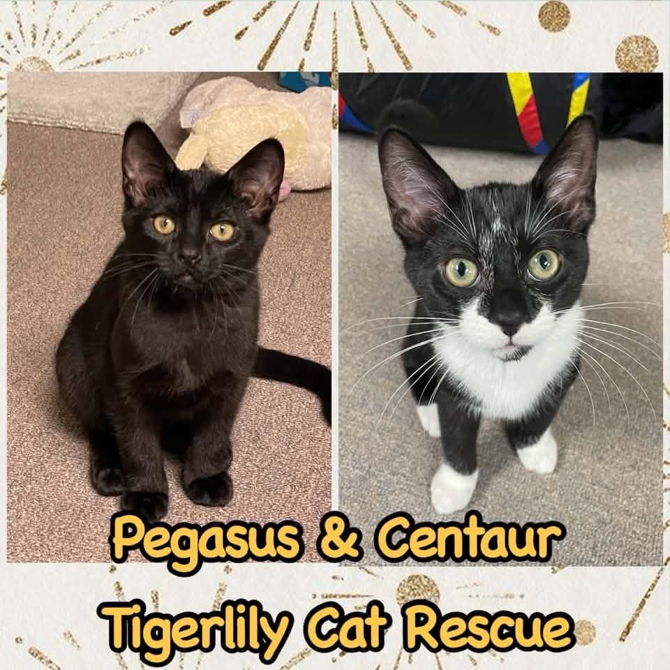 Pegasus & Centaur (Bonded Pair), ADOPTABLE, Kitten Female Domestic Short Hair.