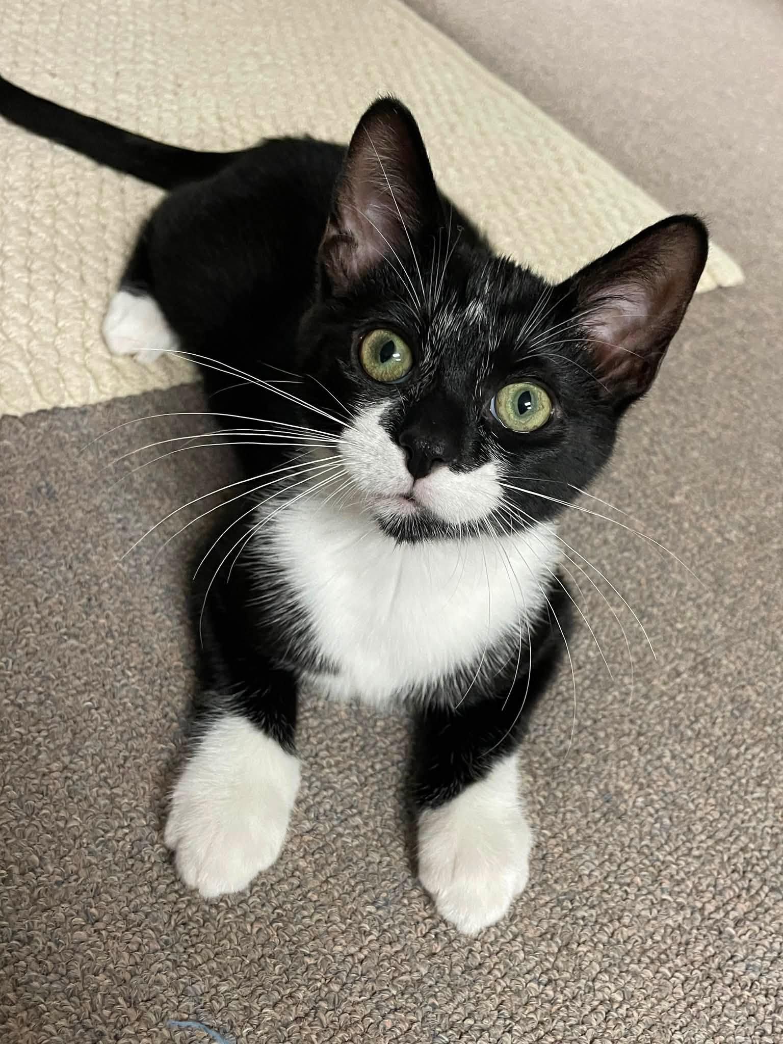 Pegasus & Centaur (Bonded Pair), a ADOPTABLE Domestic Short Hair in Sterling Heights, MI image 2/3