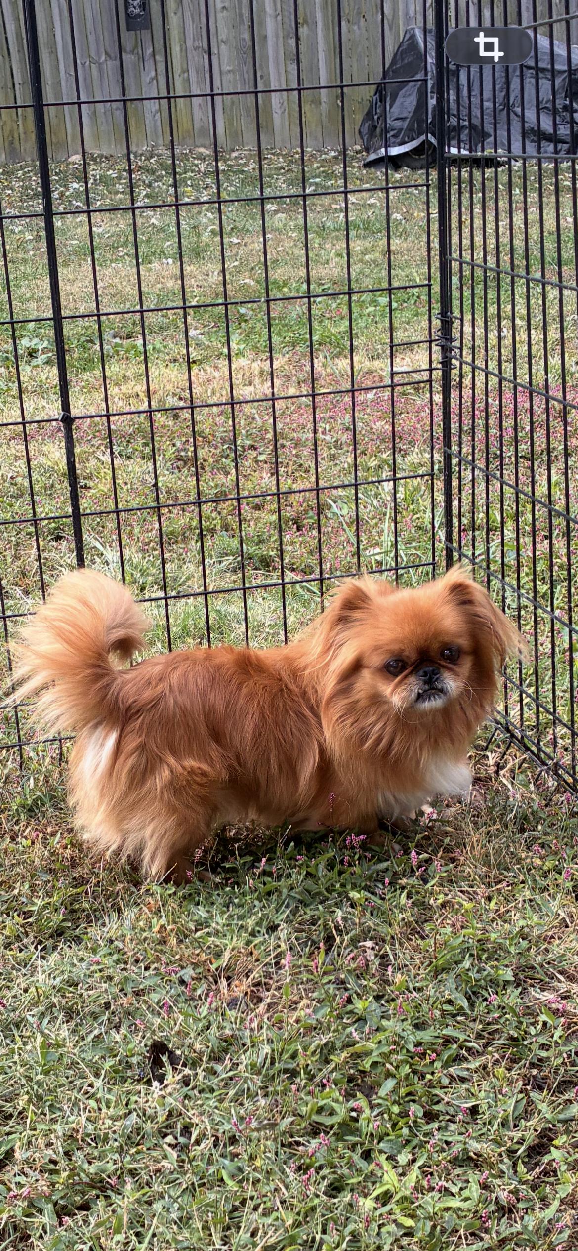 Enlarge Clyde, a Adoptable Pekingese in Saint Louis, MO image 1/2