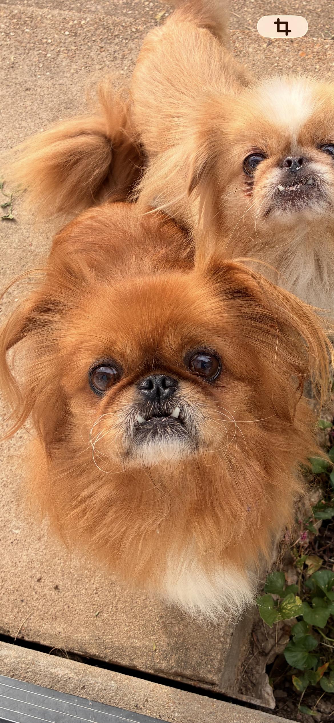 Enlarge Clyde, a Adoptable Pekingese in Saint Louis, MO image 2/2