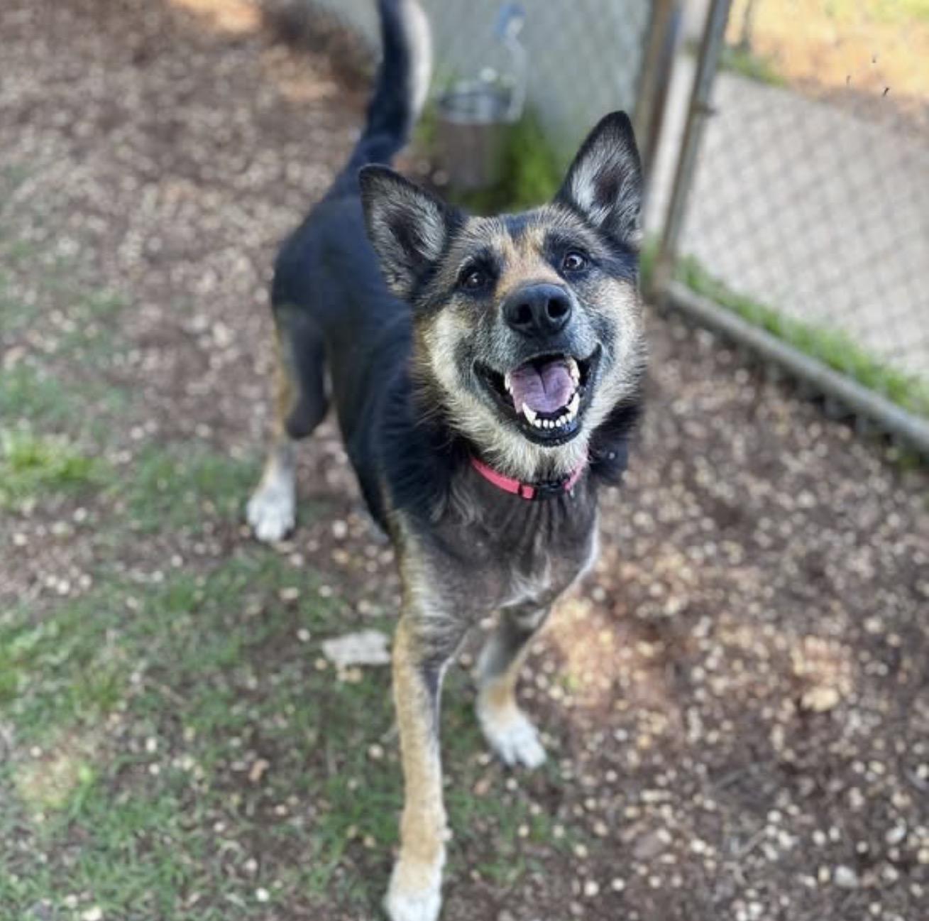 Enlarge Annabelle, a ADOPTABLE German Shepherd Dog in Eagleville, TN image 1/3