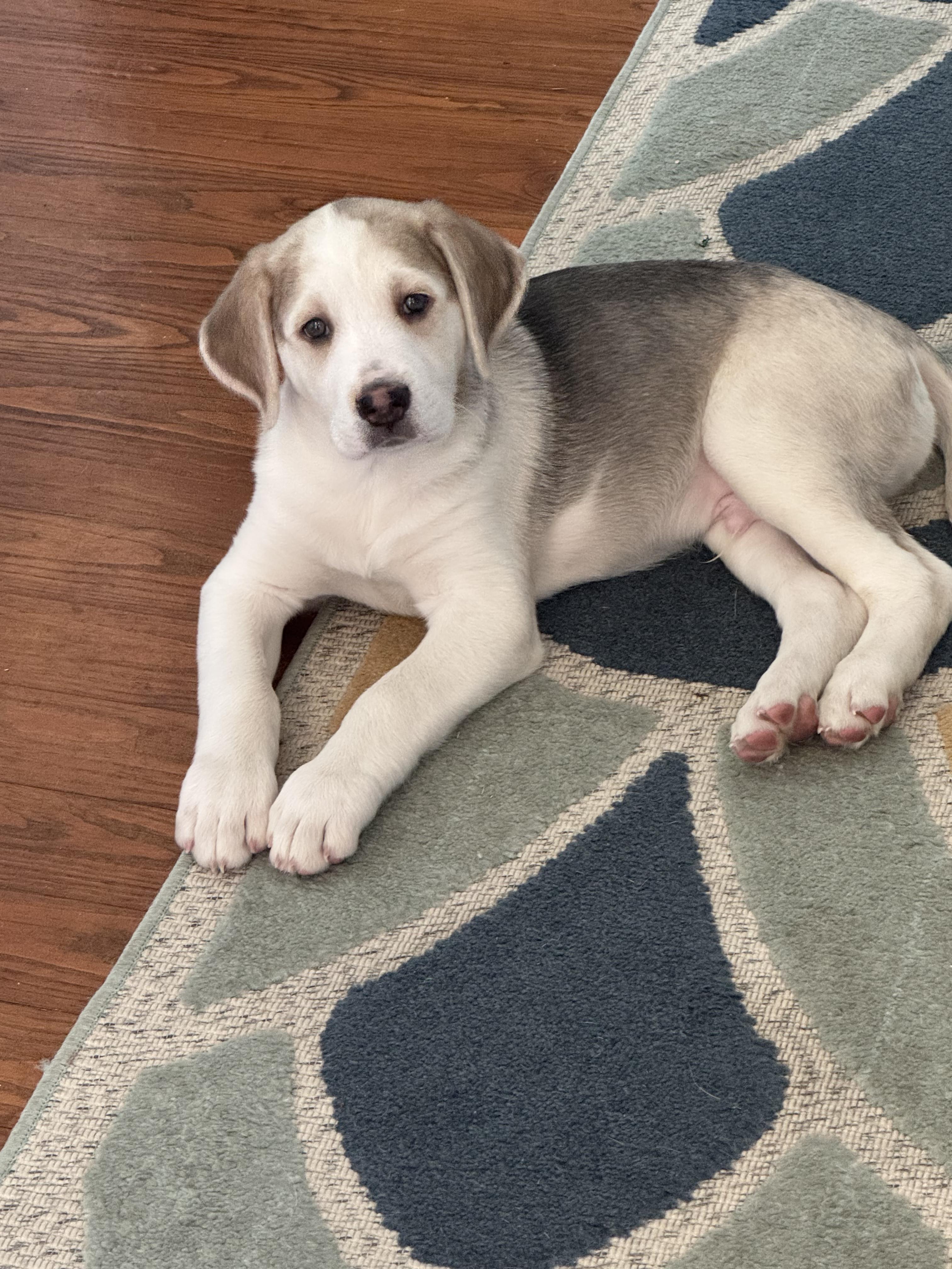 Enlarge Judge, an adopted mixed breed in Mobile, AL image 1/1