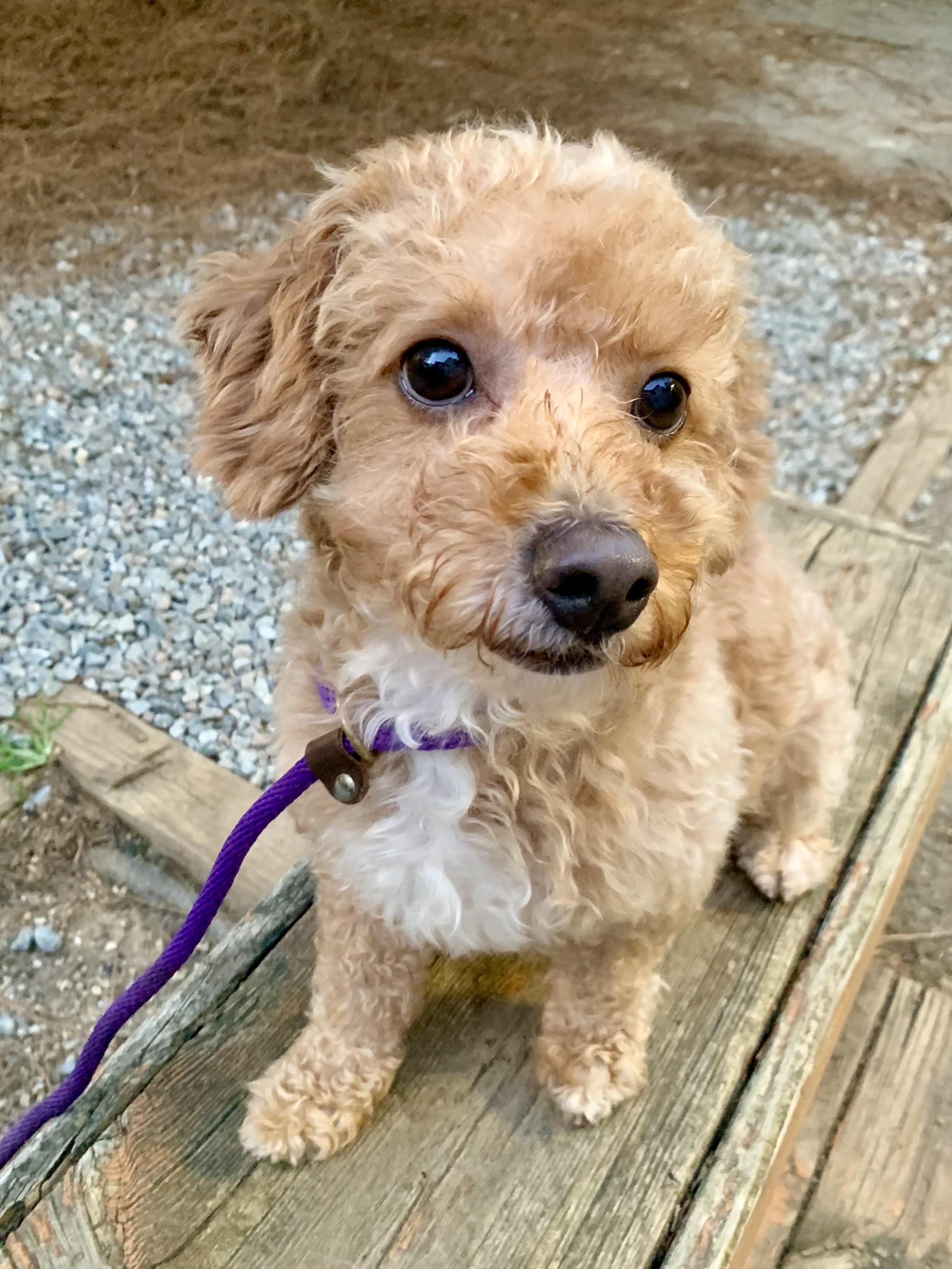 Spruce, Young Male Poodle