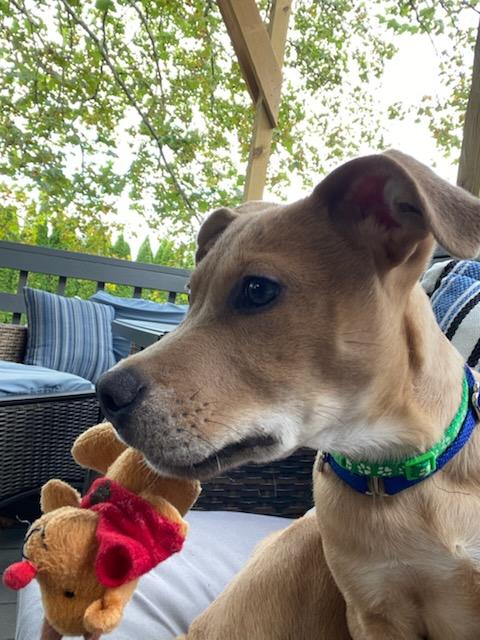 Enlarge Scrappy Doo, an adopted mixed breed in Blue Bell, PA image 6/6
