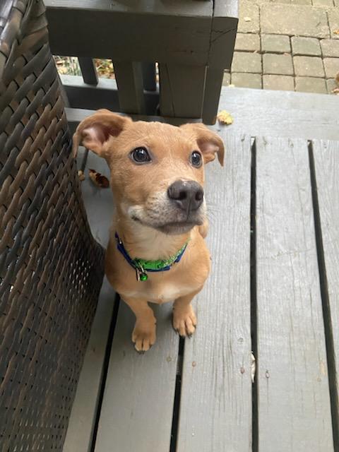 Enlarge Scrappy Doo, an adopted mixed breed in Blue Bell, PA image 4/6