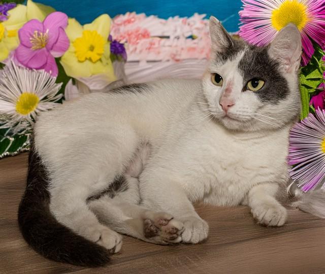 SORPRESA, Adoptable, Young Female Domestic Short Hair.