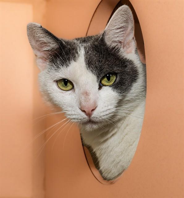 Enlarge SORPRESA, a Adoptable Domestic Short Hair in Cookeville, TN image 1/1