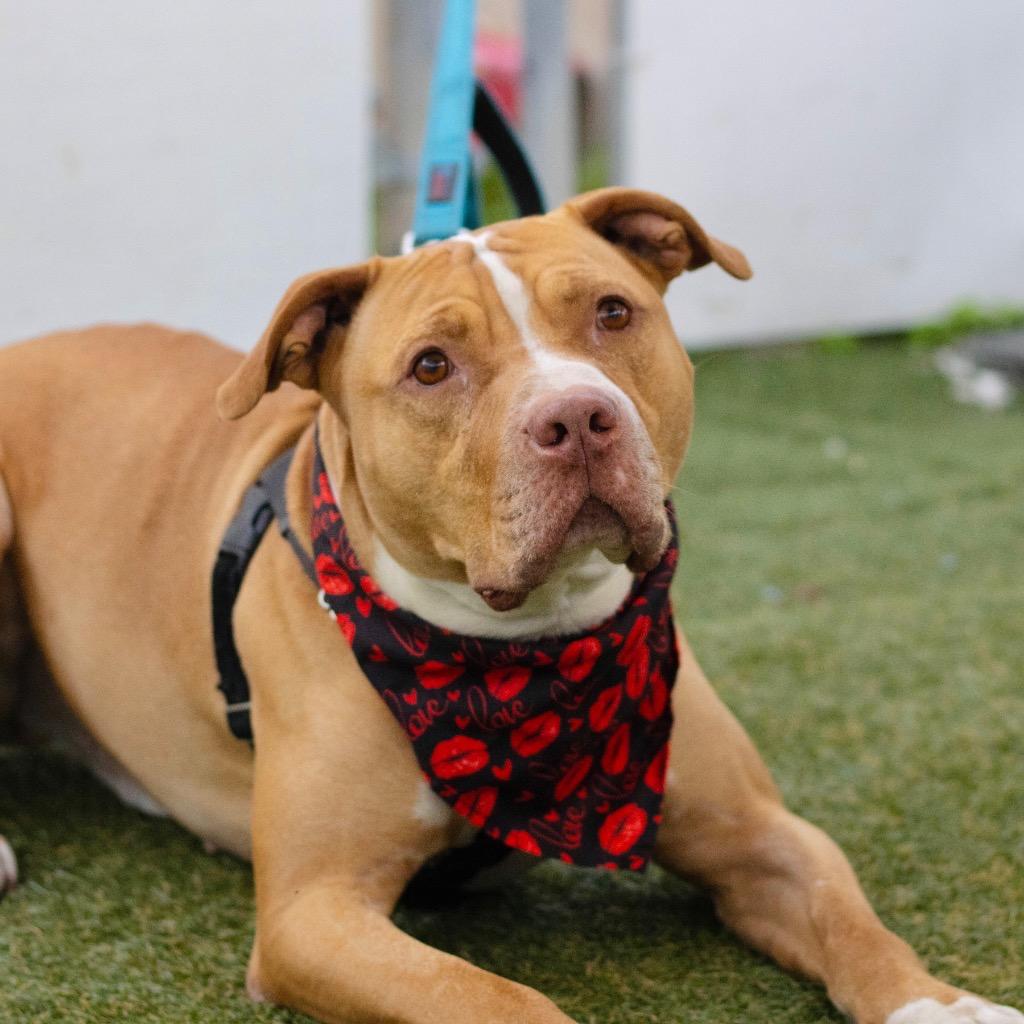 Enlarge Lucky, a Adoptable American Staffordshire Terrier in Fort Lauderdale, FL image 1/5