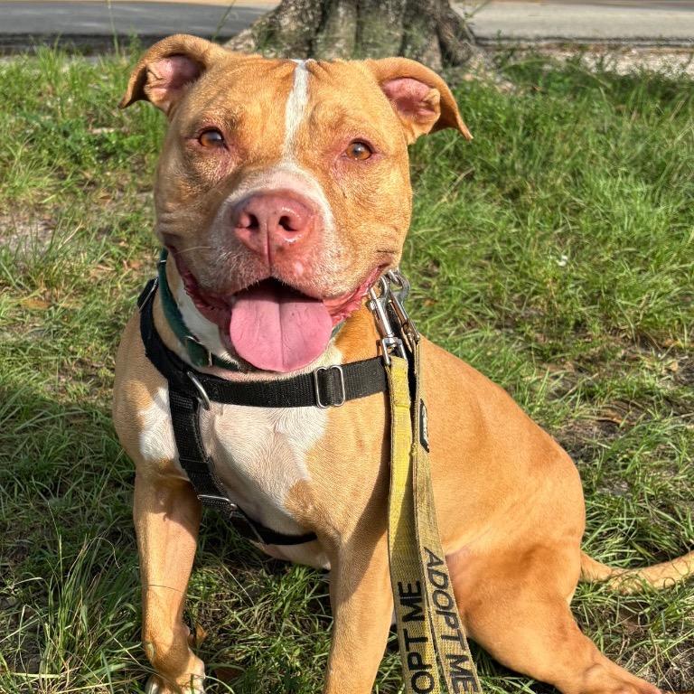 Enlarge Lucky, a Adoptable American Staffordshire Terrier in Fort Lauderdale, FL image 2/5