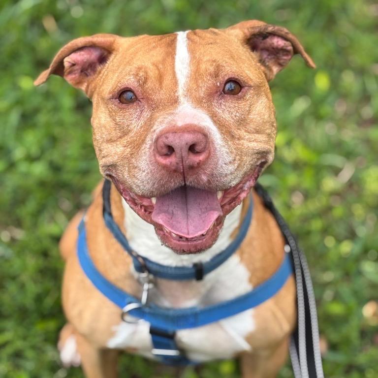 Enlarge Lucky, a Adoptable American Staffordshire Terrier in Fort Lauderdale, FL image 3/5