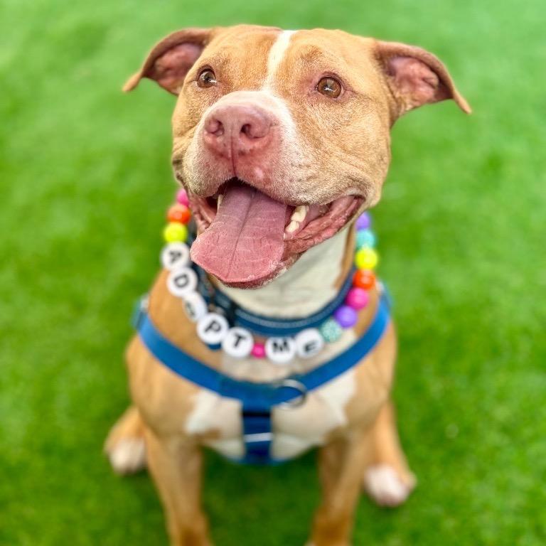 Enlarge Lucky, a Adoptable American Staffordshire Terrier in Fort Lauderdale, FL image 4/5