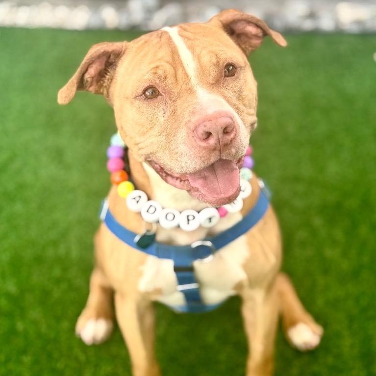 Enlarge Lucky, a Adoptable American Staffordshire Terrier in Fort Lauderdale, FL image 5/5