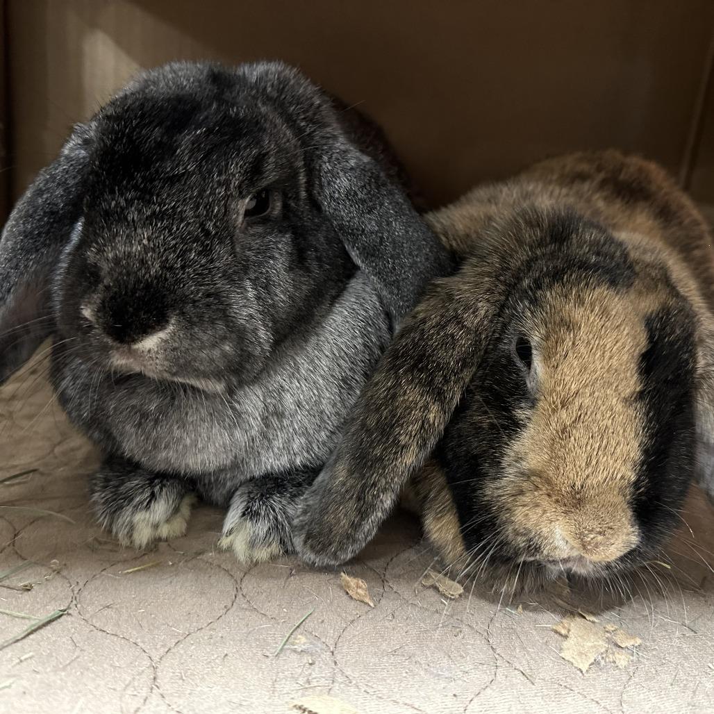 Basil with Rosemary, Adoptable, Adult Male Mini Lop & Mixed Breed.