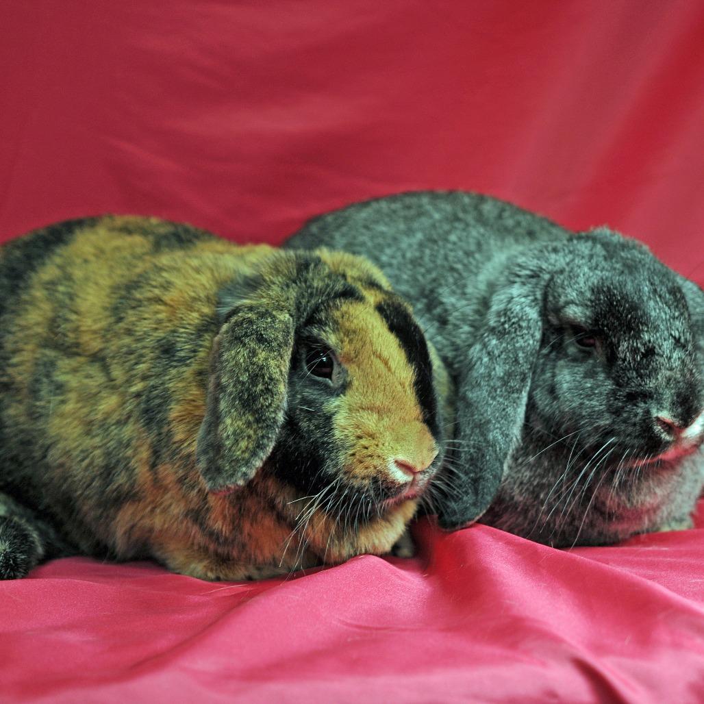Enlarge Basil with Rosemary, a Adoptable mixed breed in Erie, CO image 2/6