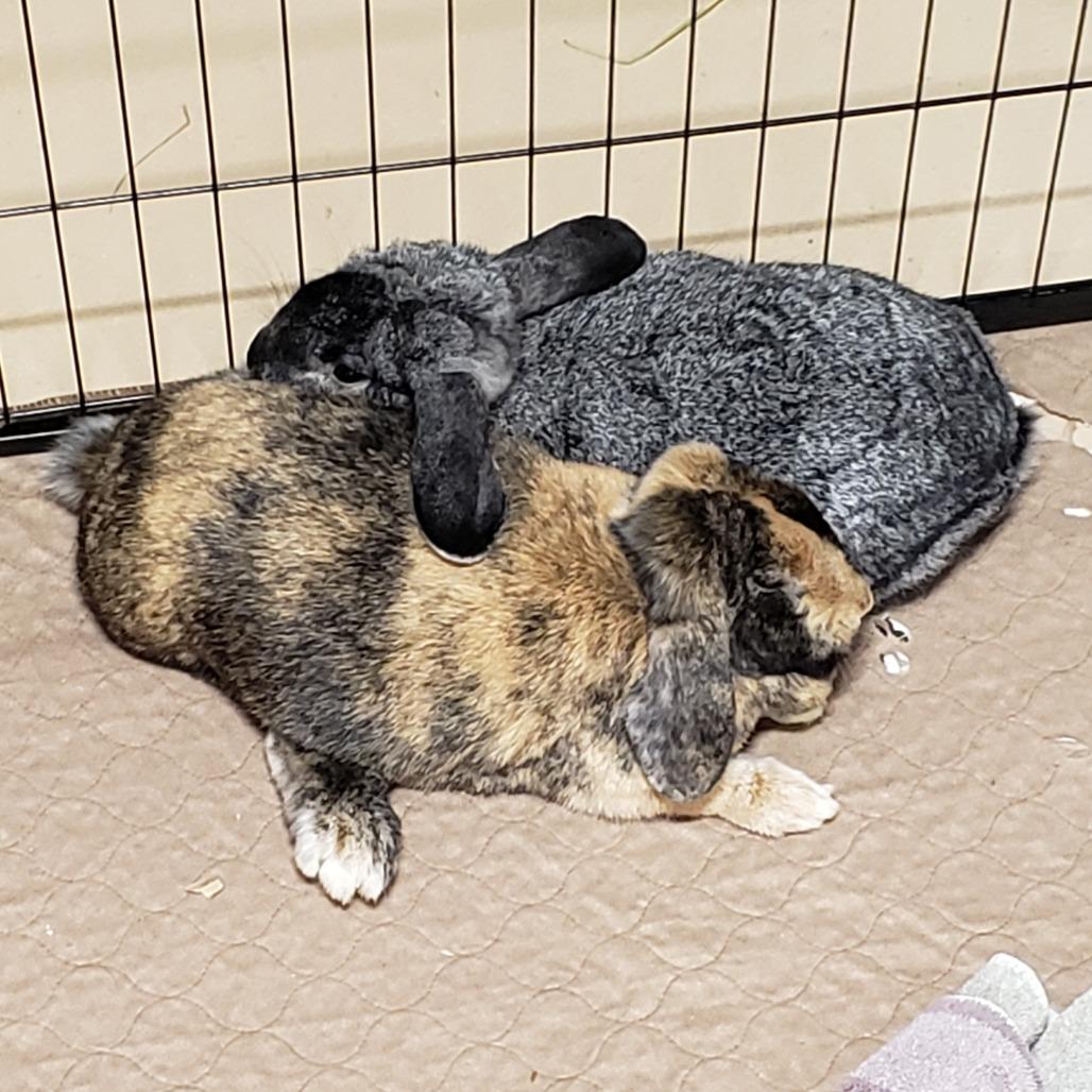 Enlarge Basil with Rosemary, a Adoptable mixed breed in Erie, CO image 3/6
