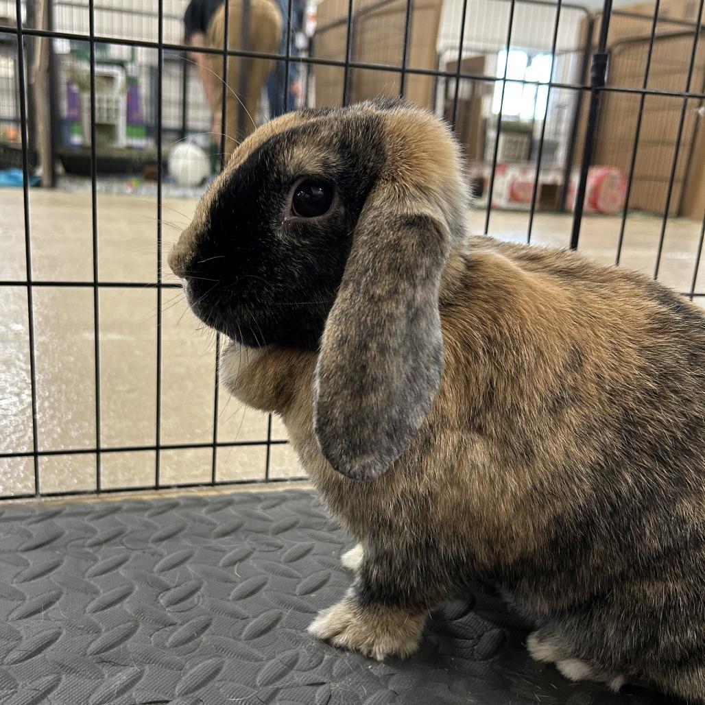 Enlarge Basil with Rosemary, a Adoptable mixed breed in Erie, CO image 4/6