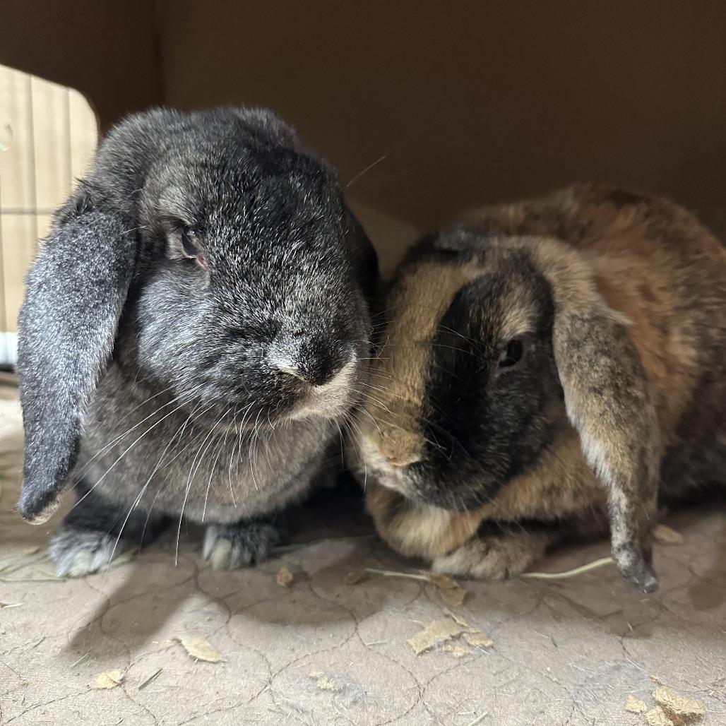 Enlarge Basil with Rosemary, a Adoptable mixed breed in Erie, CO image 5/6