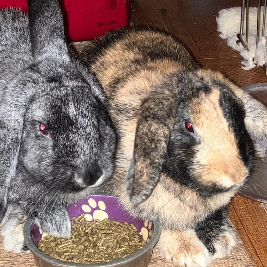 Enlarge Basil with Rosemary, a Adoptable mixed breed in Erie, CO image 6/6